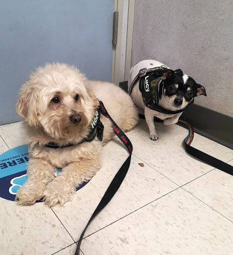 Seneca Animal Clinic image