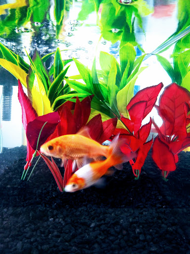 Pet Supply Store «Petco Animal Supplies», reviews and photos, 4908 Kingston Pike, Knoxville, TN 37919, USA