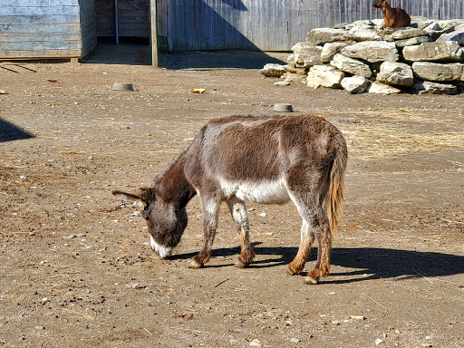 Orchard «Barton Orchards - Noxon Road Store Open Year Round - The Farm is CLOSED for the Season.», reviews and photos, 63 Apple Tree Ln, Poughquag, NY 12570, USA