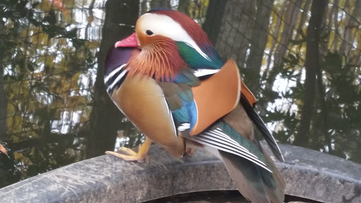 Zoo «3 Palms Zoo & Education Center», reviews and photos, 924 Blackbird Forest Rd, Clayton, DE 19938, USA