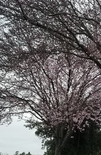 Furniture Store «Ashley HomeStore», reviews and photos, 6001 Redwood Dr #150, Rohnert Park, CA 94928, USA