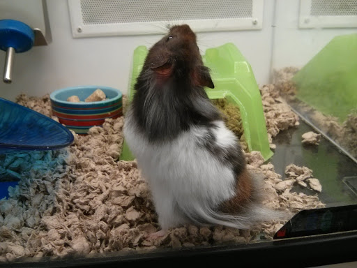 Pet Supply Store «Petco Animal Supplies», reviews and photos, 86 Storrs Rd, Mansfield Center, CT 06250, USA