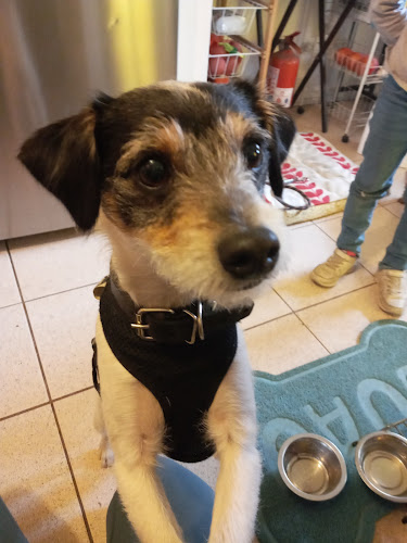 Opiniones de MIMO & DOG - Peluquería Canina - Consulta Veterinaria - Pet Shop en Las Condes - Veterinario