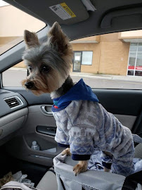 Southeast Veterinary Neurology - Photo 5 - Car repair in Virginia Beach, VA, Virginia Beach