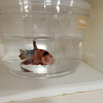 Petco - Photo 4 - Car repair in Roswell, GA, Atlanta