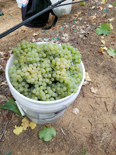 Winery «Lost Oak Winery», reviews and photos, 8101 County Rd 802, Burleson, TX 76028, USA