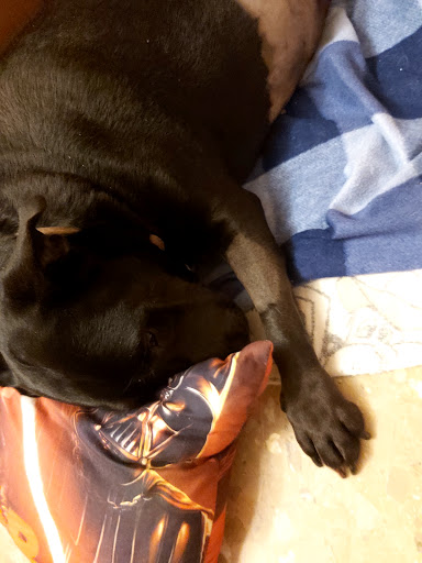 Clínica Veterinaria José Prat en Terrassa