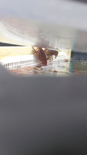 Pet Supply Store «Pet Supermarket», reviews and photos, 2749 S Church St, Burlington, NC 27215, USA