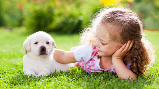 Pet Store «Petland», reviews and photos, 10289 Ulmerton Rd, Largo, FL 33771, USA