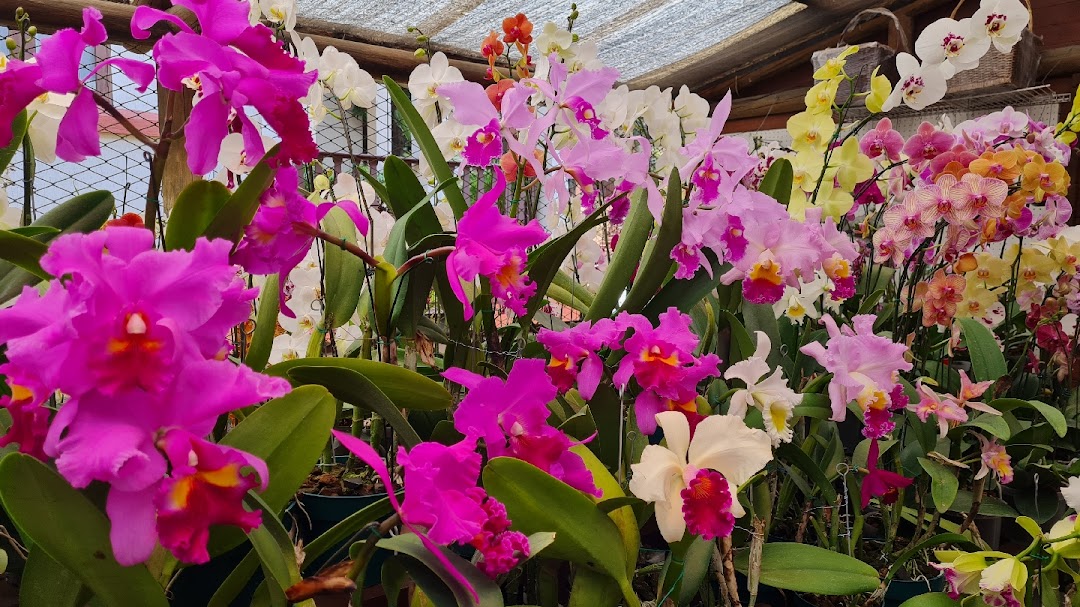 Orquídeas del Valle