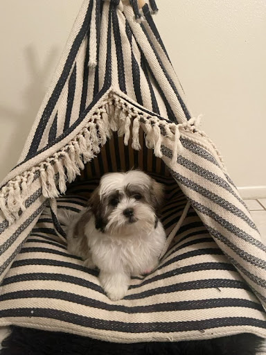 Pet Store «Animal Kingdom», reviews and photos, 4500 N Oracle Rd #254, Tucson, AZ 85705, USA