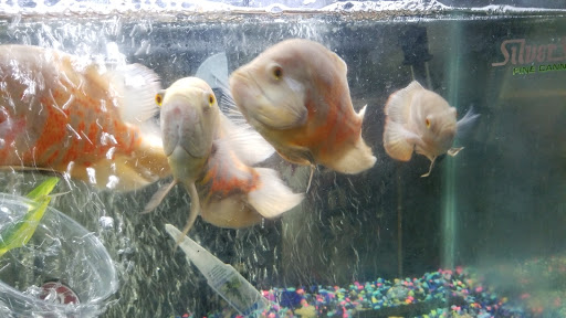 Tropical Fish Store «Tropical Treasures», reviews and photos, 2212 E Platte Ave, Colorado Springs, CO 80909, USA