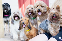 Miss Kitty's Dog Resort - Photo 9 - Car repair in Nashville, TN, Nashville