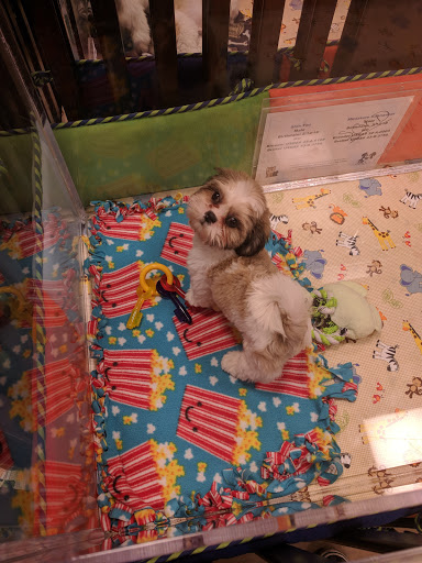 Pet Store «Charm City Puppies», reviews and photos, 8205 Snowden River Pkwy, Columbia, MD 21045, USA
