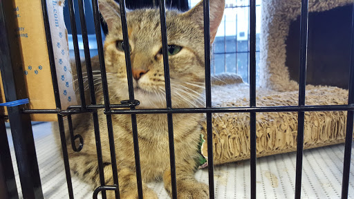 Pet Store «Pet Valu», reviews and photos, 773 Huntingdon Pike, Huntingdon Valley, PA 19006, USA