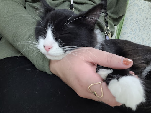 Pet Supply Store «Petco Animal Supplies», reviews and photos, 8775 SW Tualatin-Sherwood Rd, Tualatin, OR 97062, USA