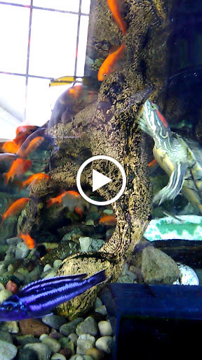 Pet Store «Critter Pet Shop», reviews and photos, 19309 Ecorse Rd, Allen Park, MI 48101, USA