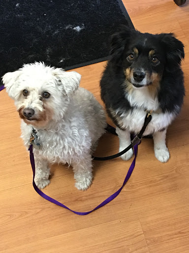 Pet Groomer «Spoiled Petz Pet Store and Grooming», reviews and photos, 12030 Donner Pass Rd #1, Truckee, CA 96161, USA