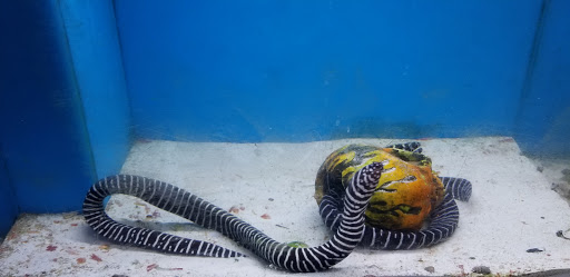 Pet Store «Pet World», reviews and photos, 891 Harriman Pl, San Bernardino, CA 92408, USA