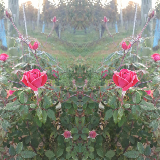 Vineyard «Wölffer Estate Vineyard», reviews and photos, 139 Sagg Rd, Sagaponack, NY 11962, USA