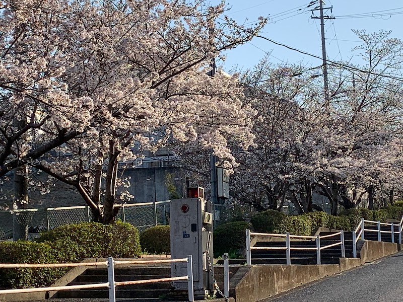 奈良西養護学校桜並木