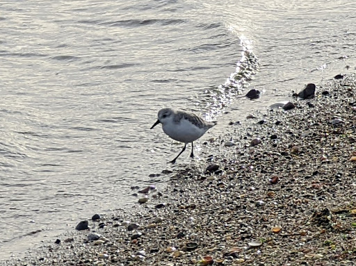 Nature Preserve «Sandy Point Bird Sanctuary», reviews and photos, Beach St, West Haven, CT 06516, USA