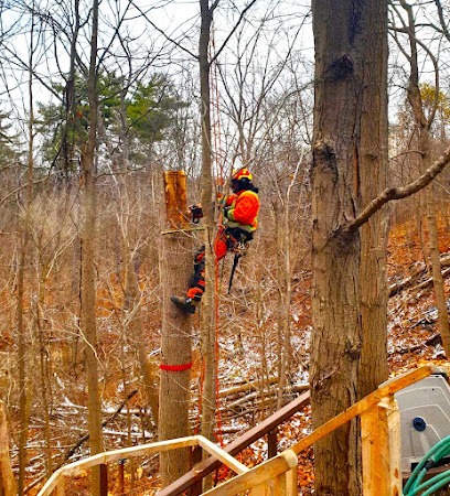 The Real Tree Masters Inc.- Toronto Tree Removal
