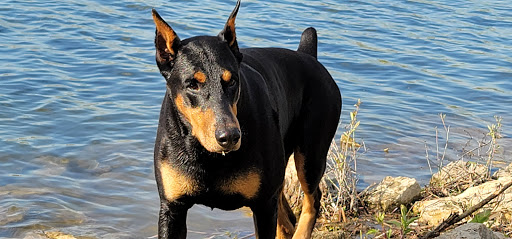 Nature Preserve «Hidden Oaks Conservation Area», reviews and photos, 419 Trout Farm Rd, Bolingbrook, IL 60440, USA