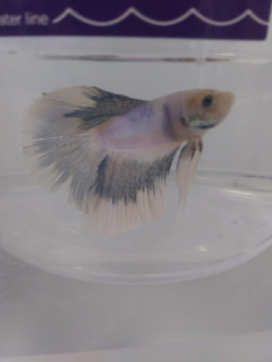 Pet Supply Store «Petco Animal Supplies», reviews and photos, 6720 Fox Centre Pkwy, Gloucester Courthouse, VA 23061, USA