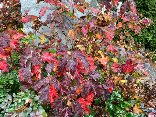 Park «Kirke Park», reviews and photos, 7028 9th Ave NW, Seattle, WA 98117, USA