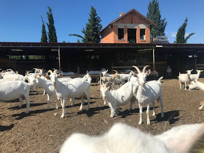 Zeytinli Keçi Çiftliği