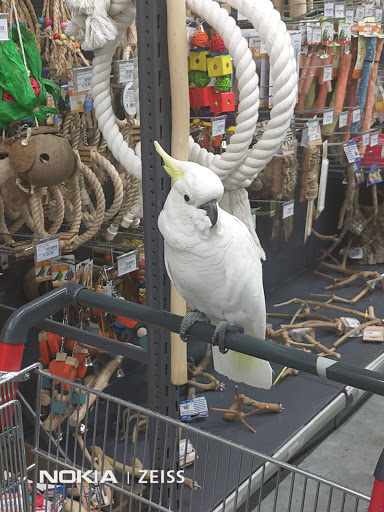 Parrot stores Antwerp