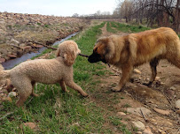 Boulder Doggie Adventures - Photo 3 - Car repair in , Boulder