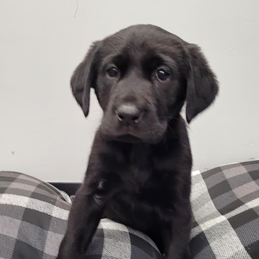 Pet Store «PV Pets», reviews and photos, 233 S Broadway, Pennsville, NJ 08070, USA