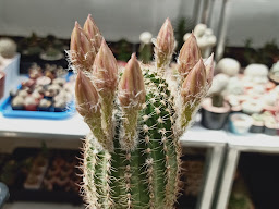 Multi-T Cactus Chonburi