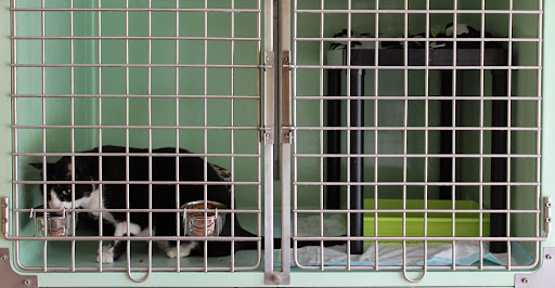 Neko Clínica Felina en Alcorcón