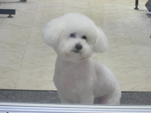 Pet Groomer «Precious Puppy Spa & Day Care», reviews and photos, 4400 N Hwy 19A, Mt Dora, FL 32757, USA