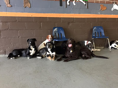 Collective K9 Dog Training, LLC