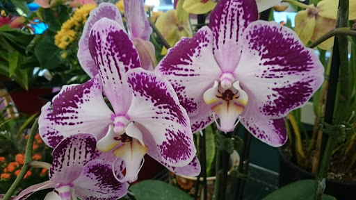 Supermarket «Arcadia Super Market», reviews and photos, 645 W Duarte Rd, Arcadia, CA 91007, USA