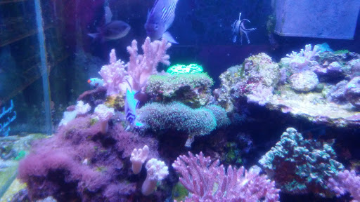 Pet Store «Pet Connection», reviews and photos, 29551 Five Mile Road, Livonia, MI 48154, USA