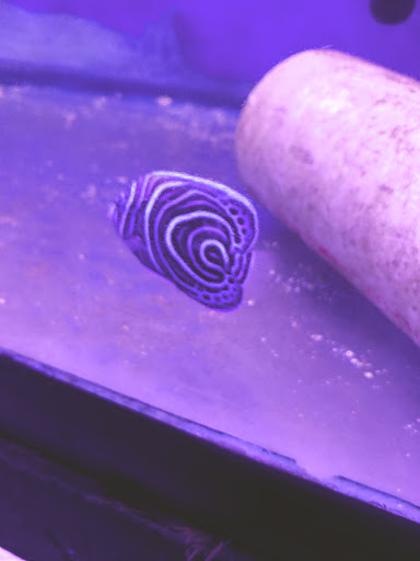 Tropical Fish Store «Pass Road Pet Center (Just Fish)», reviews and photos, 1939 Pass Rd, Biloxi, MS 39531, USA