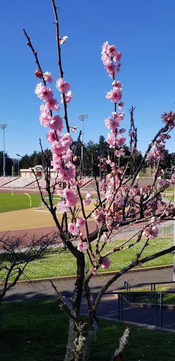 Stadium «Kezar Stadium», reviews and photos, 670 Kezar Dr, San Francisco, CA 94118, USA