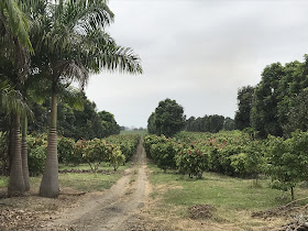 Tierra del Cacao