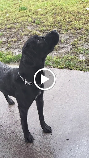 Dog Park «Dog Park», reviews and photos, 851 17th Ave SW, Altoona, IA 50009, USA