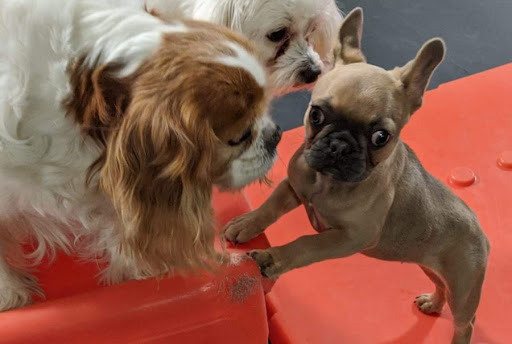 Pet Store «Happy, Clean and Smart», reviews and photos, 5700 W Kilgore Ave, Muncie, IN 47304, USA