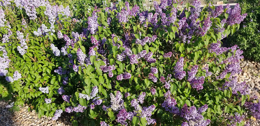 Grocery Store «Safeway», reviews and photos, 3840 E 104th Ave, Thornton, CO 80229, USA