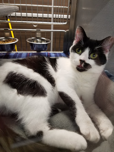 Pet Store «PetSmart», reviews and photos, 3957 Vineyard Dr, Dunkirk, NY 14048, USA