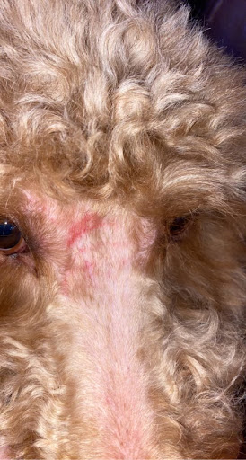 Pet Supply Store «PetSmart», reviews and photos, 208 Mariner Way, Biddeford, ME 04005, USA