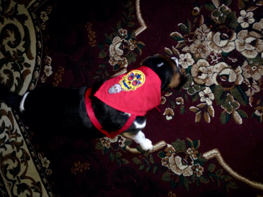 Animal Shelter «HELP the Animals, Inc», reviews and photos, 2101 W Main St, Richmond, IN 47374, USA