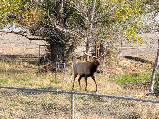 Nature Preserve «Tule Elk Reserve State Natural Reserve», reviews and photos, 8653 Station Rd, Buttonwillow, CA 93206, USA